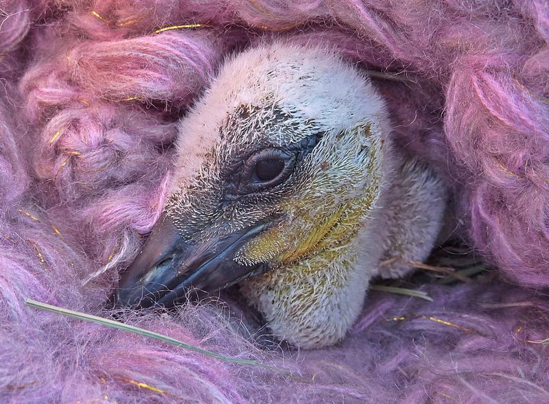 Bolyhos megmenekült