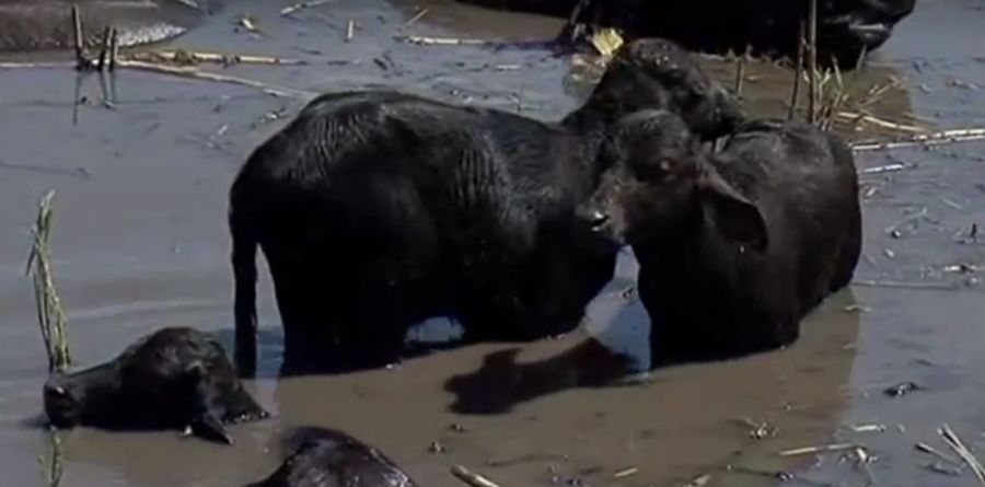 (►) Újabb kisbivalyok születtek