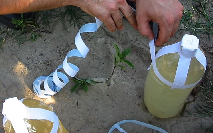 Pancsolt bort zárolt a Nébih megyénkben