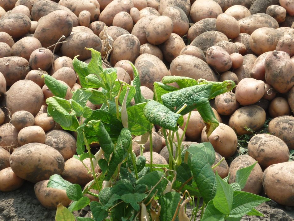 Magyar burgonyát Afrikába