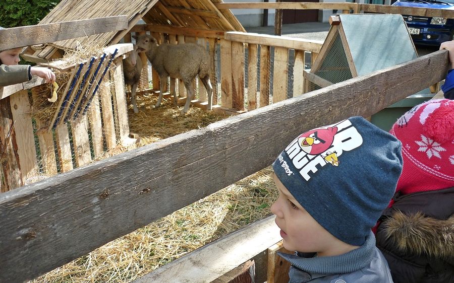 Állatsimogató a Lehel utcában