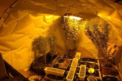 Vád a kábszer termesztő ellen