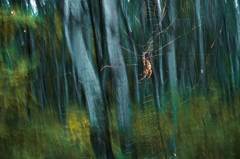 Csaba fotója a legjobbak között