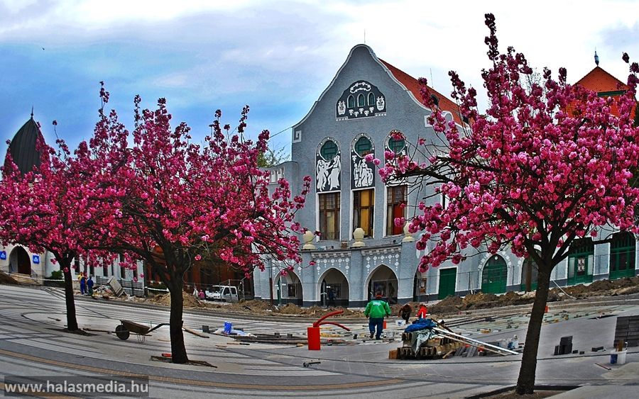 A tavasz szépsége a japán cseresznyefa