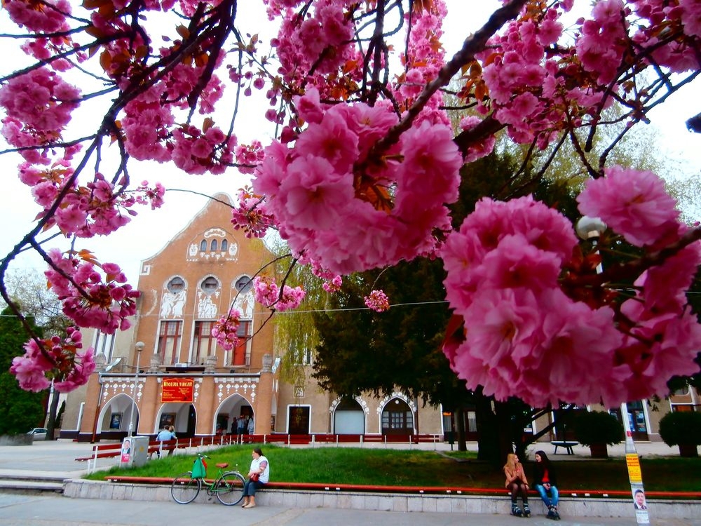 Halas, a virágváros