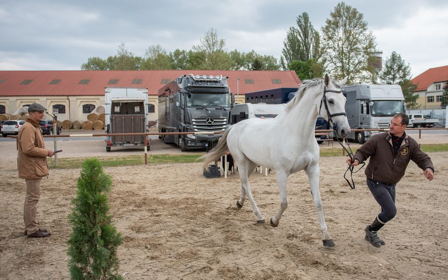 Lószemlével kezdtek a lovasok (galéria)