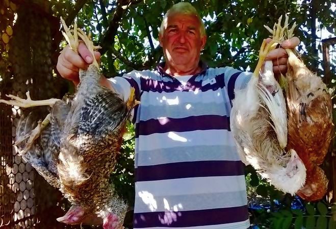 Újabb vérengzés az Alsóöregszőlőkben