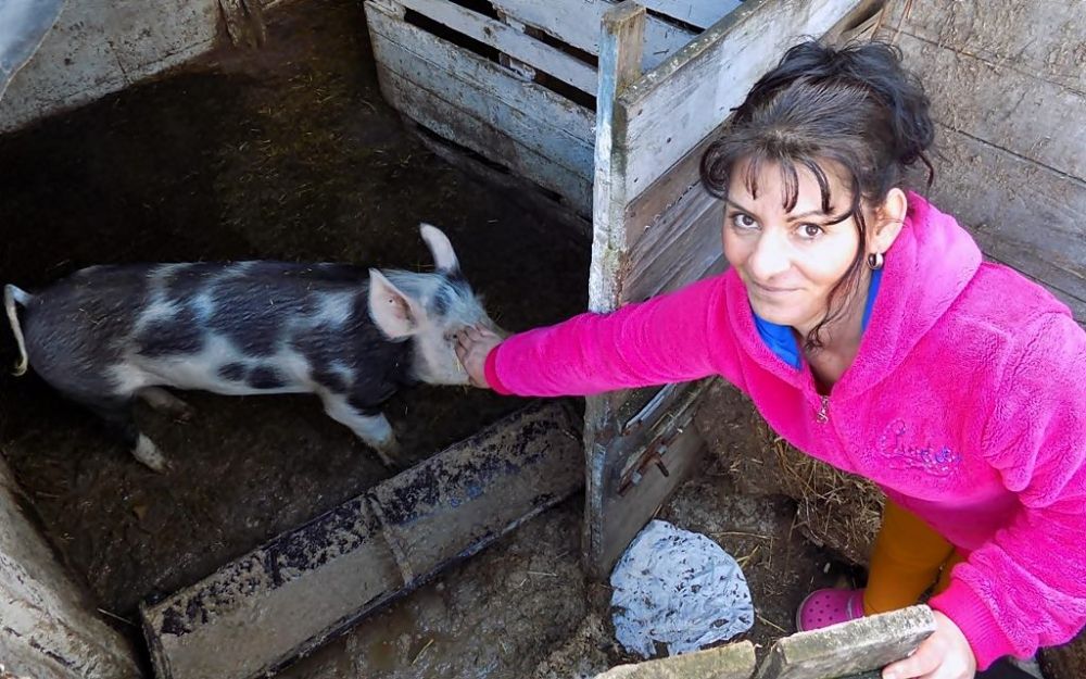 Disznófej a Fazekason