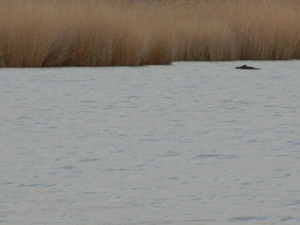 Vigyázat, vaddisznók tanyáznak a nádasban!