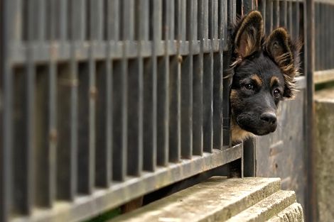 Nem mehetnek ki a kutyusok
