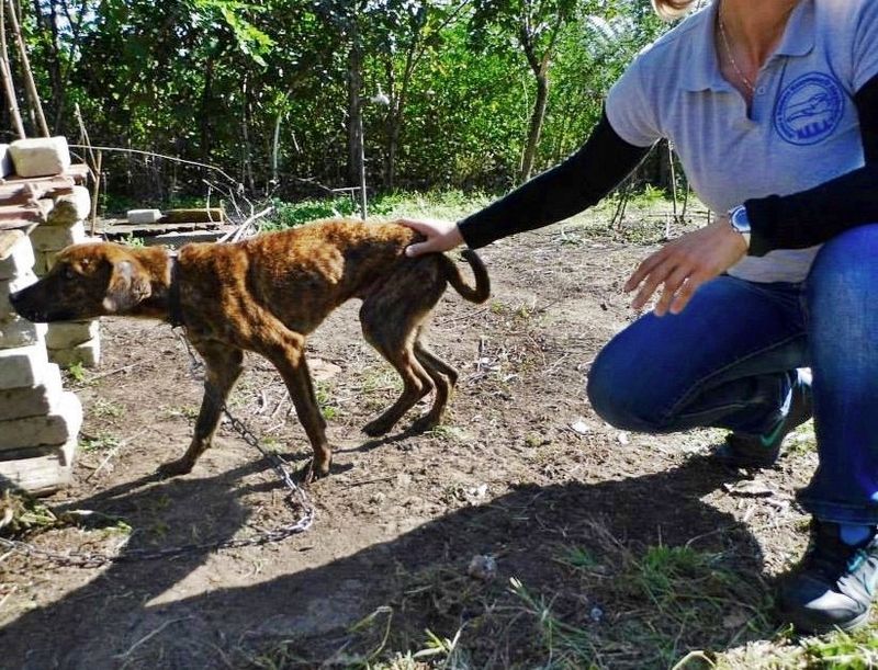 Éhező, vérző kutyát mentettek