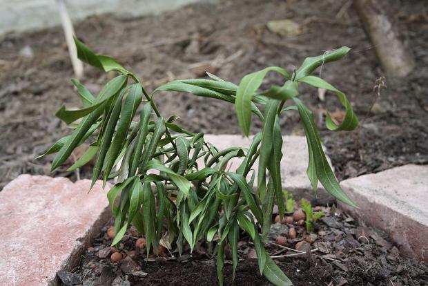 Kárenyhítést kaphatnak a gazdák