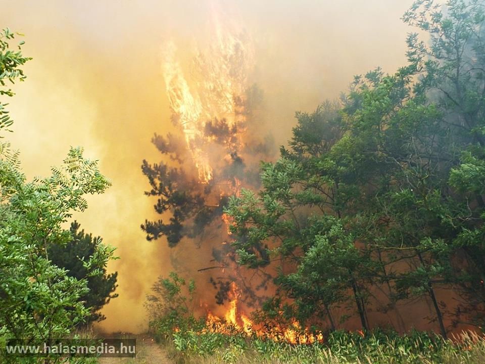 Óriási tűz Halas mellett (frissül)