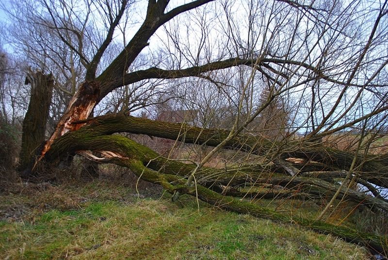 Viharos szélben kettétört a fűzfa