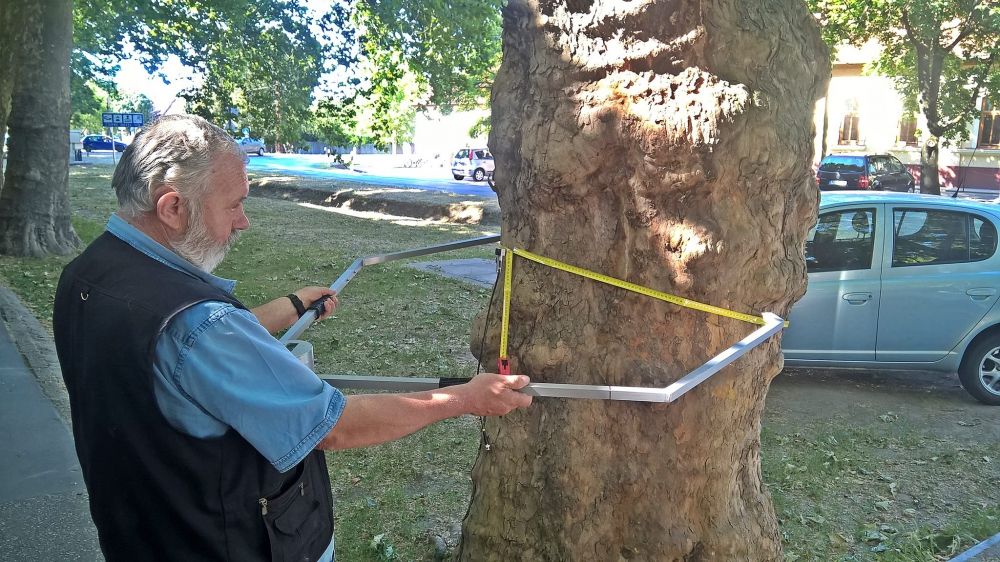 Egyre több fát vizsgálnak meg az új műszerrel