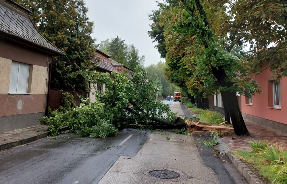 Fa dőlt az útra, kerülni kell a Nagy Szeder utcában