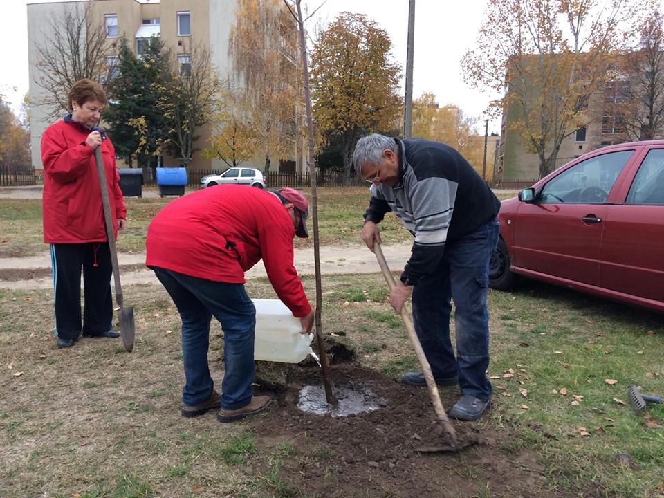 Fát ültettek Rózsa néni tiszteletére