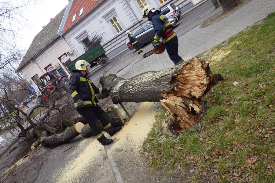 Kidőlt egy fa a Táncsics utcán
