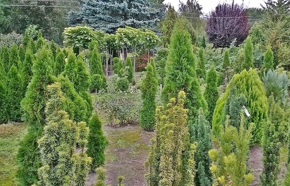 Féláron fásíthat - itt a teljes lista