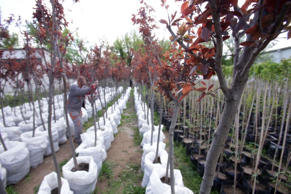 Lehet menni a fákért