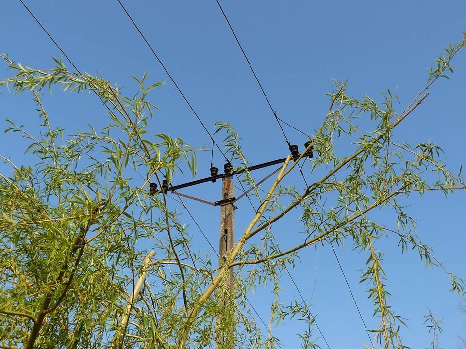 Csonkolt fák városszerte