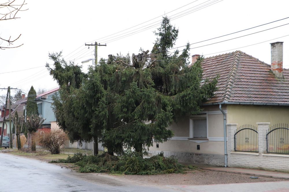 Érintésvédelmi nyesés: válaszolt a szolgáltató