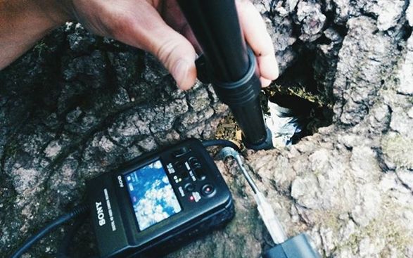 Speciális „fadoktor” jön a platánokhoz