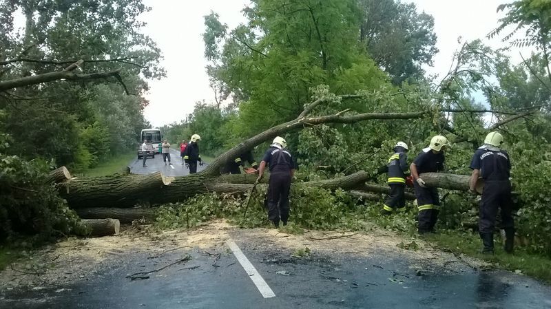 Hatalmas fát csavart ki a szél
