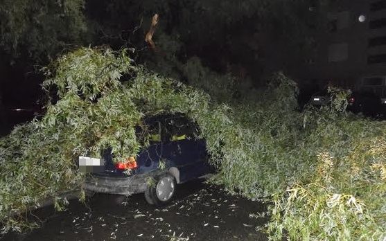 Autókra szakadt a faág