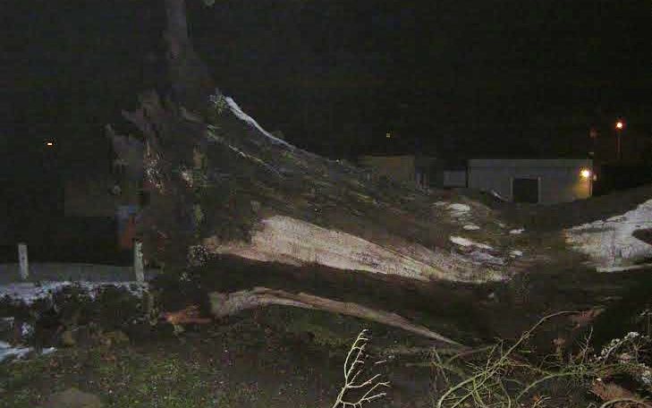 Kidőlt a strand évszázados tölgyfája