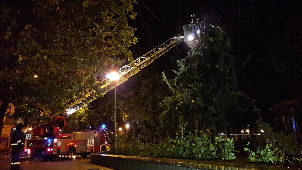 Kettétört az egyik főtéri fenyőfa (frissítve)