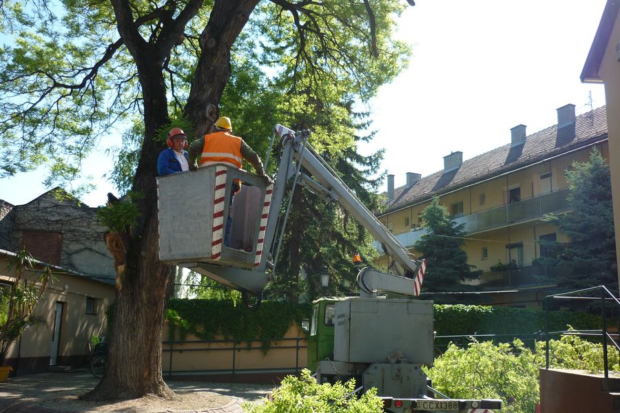 Drasztikusan levágták a matuzsálemet