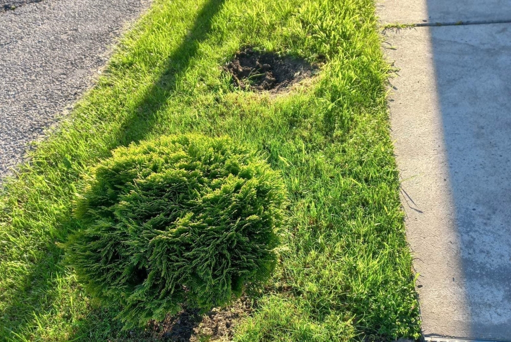 Lopják a növényeket Halason