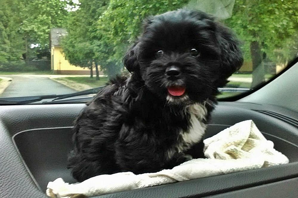 Ebösszeírás - minden kutyatartónak kötelező!