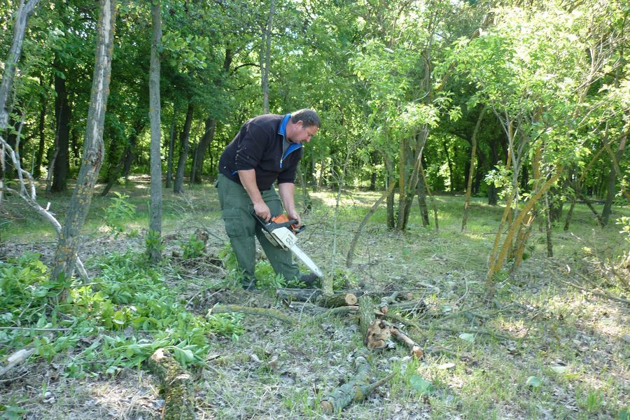 Fogadj örökbe fát Sóstón!