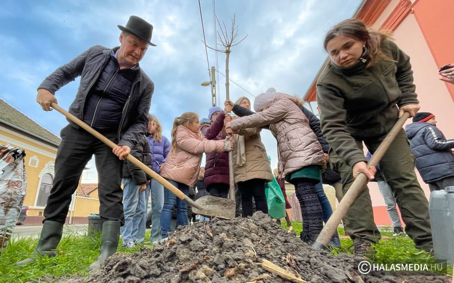Faültetés diák segítséggel a Petőfi utcán (galéria)