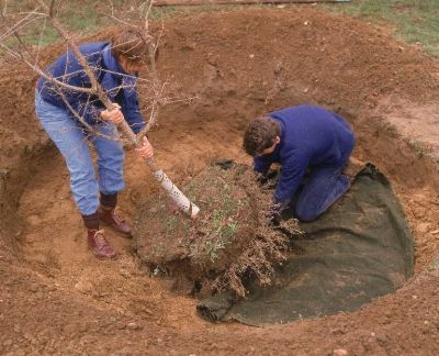 Fát ültetne a háza elé? (videó)