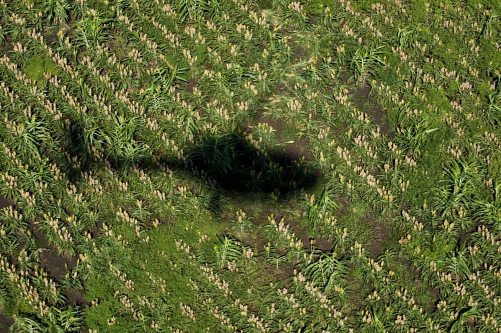 Parlagfű – indul a légi ellenőrzés