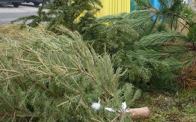 Kiszolgált karácsonyfák – szervezik a begyűjtést