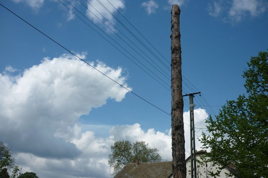 Oszlop lett a fenyőből