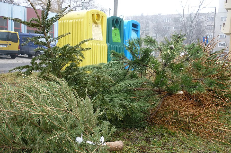 Jövő héten fenyőfa begyűjtés