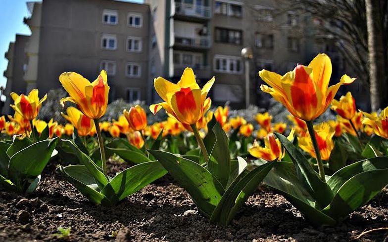 Virágvasárnappal kezdődik a Nagyhét