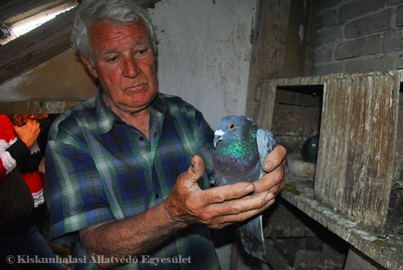 Tömeges galambmérgezés Kiskunhalason