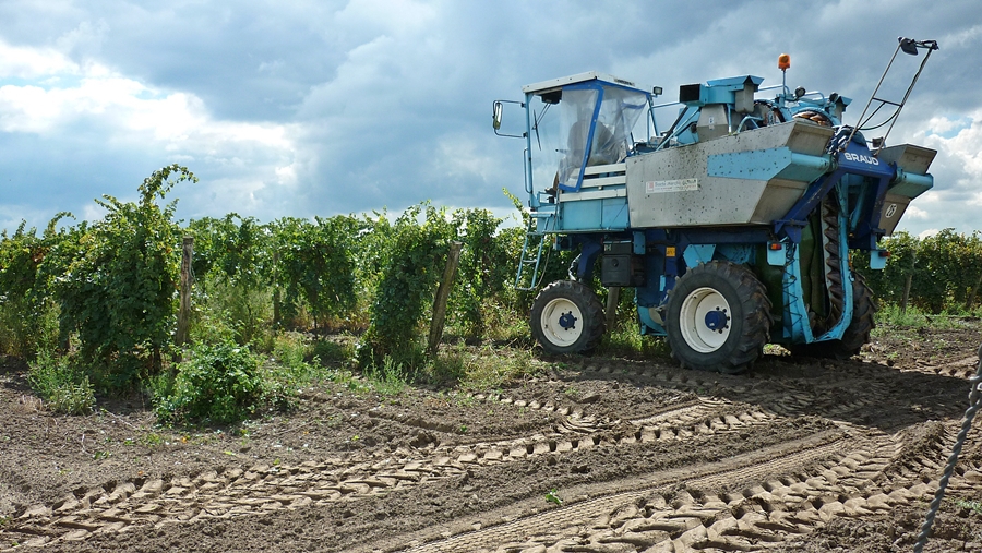 Gép szüretel, nincs elég munkás