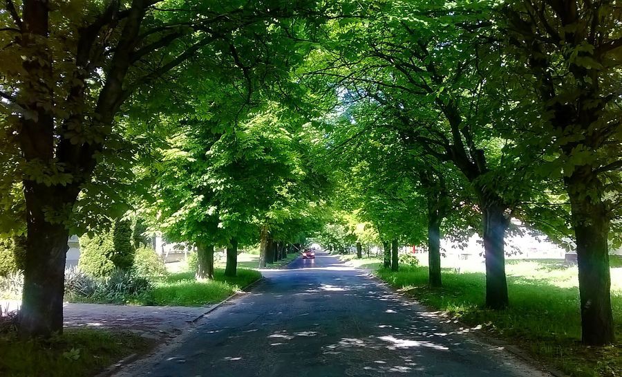 Esztelen nyírás vagy szakszerű vágás?