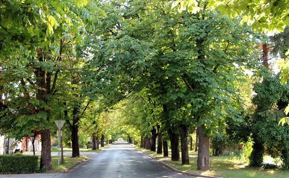 Figyelem, megkezdődik a gesztenyefák permetezése!