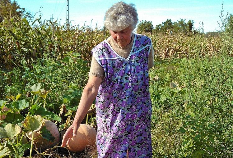 „Gigatökök” Halas határában