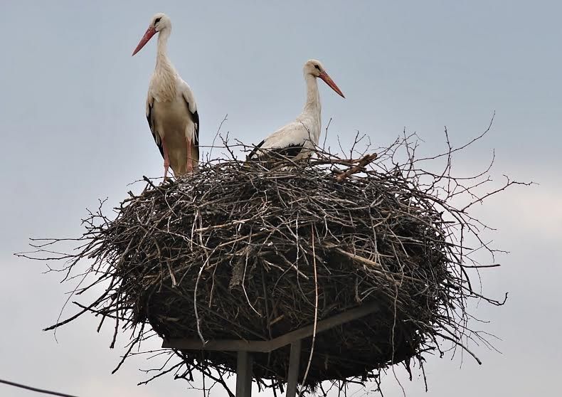 Itt vannak a gólyák