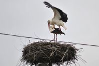 Itt a tavasz, sorra érkeznek Halasra is a gólyák