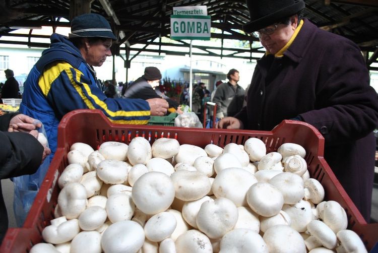 Óvatosan a gombákkal!